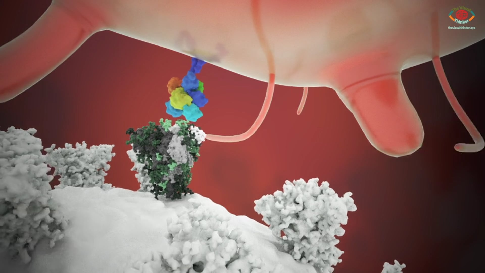 FIPV structure and biological functions