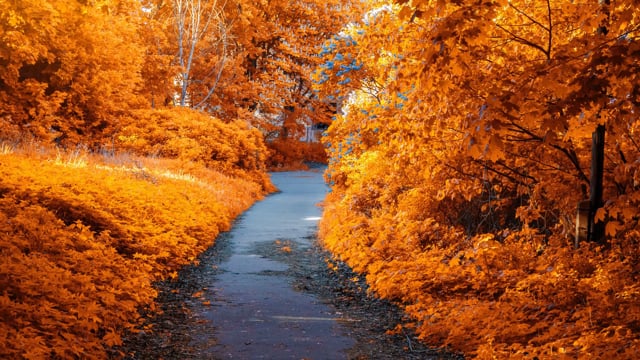 Méditation d'automne