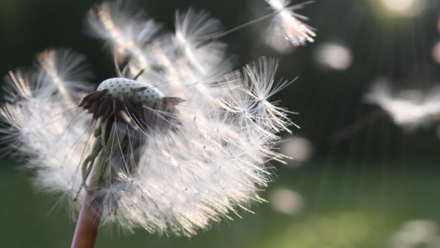 Méditation - Développez votre liberté