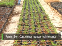 The Art of Cannabis Cloning
