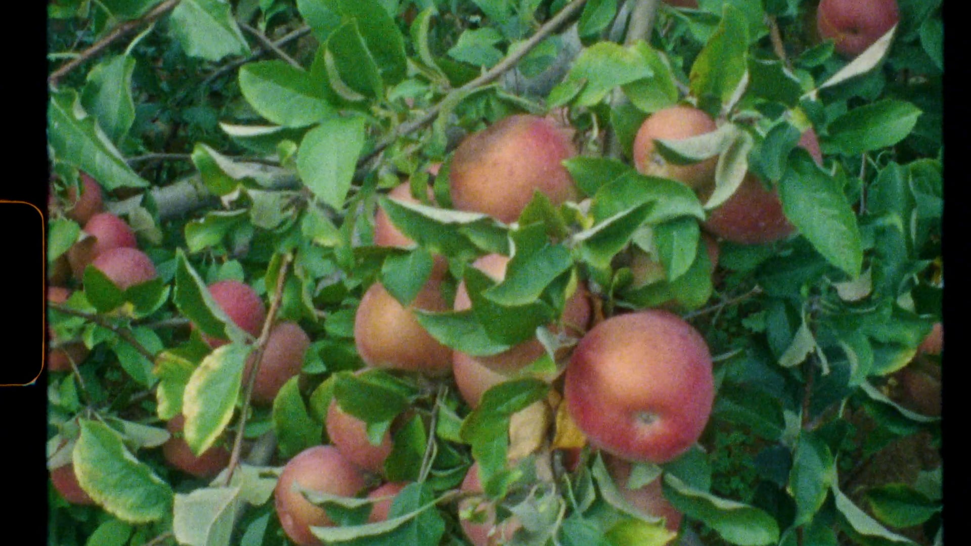 Apple Picking | Super 8