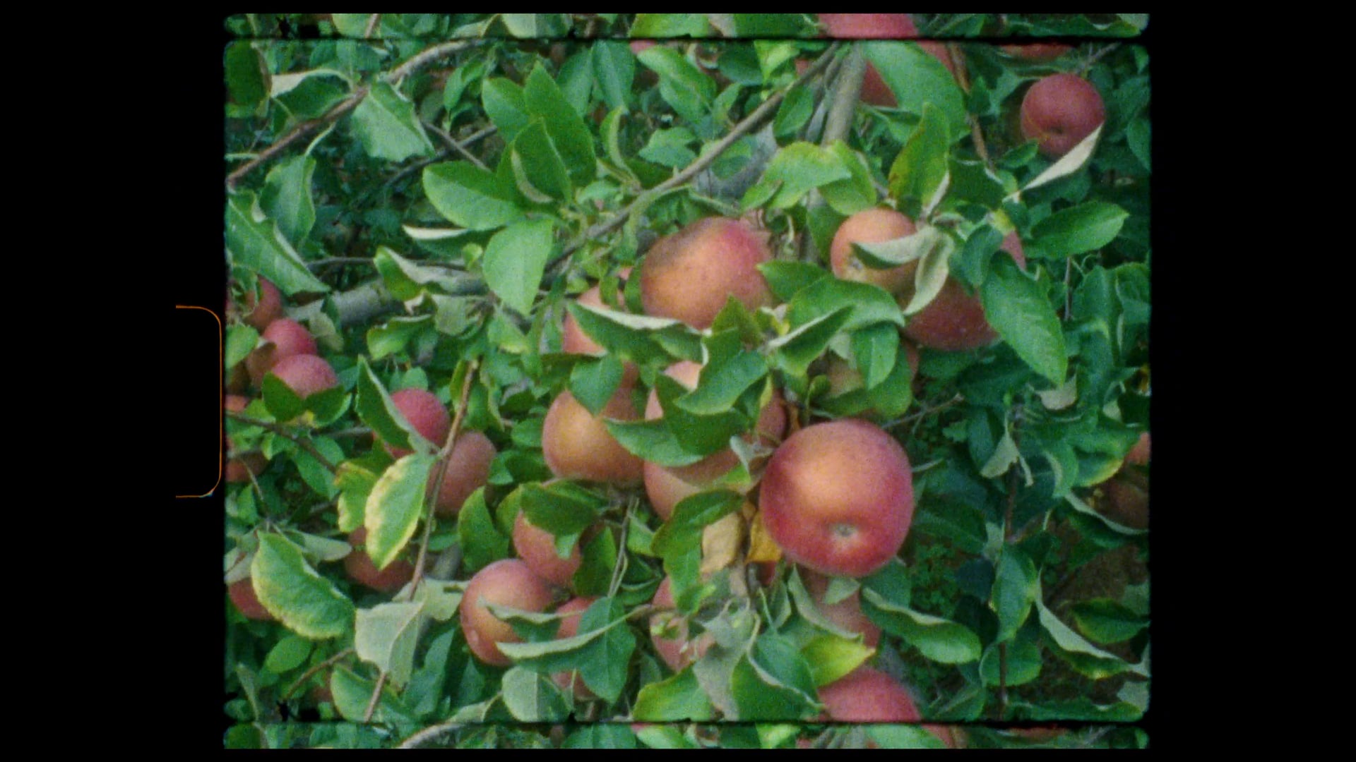 Apple Picking | Super 8