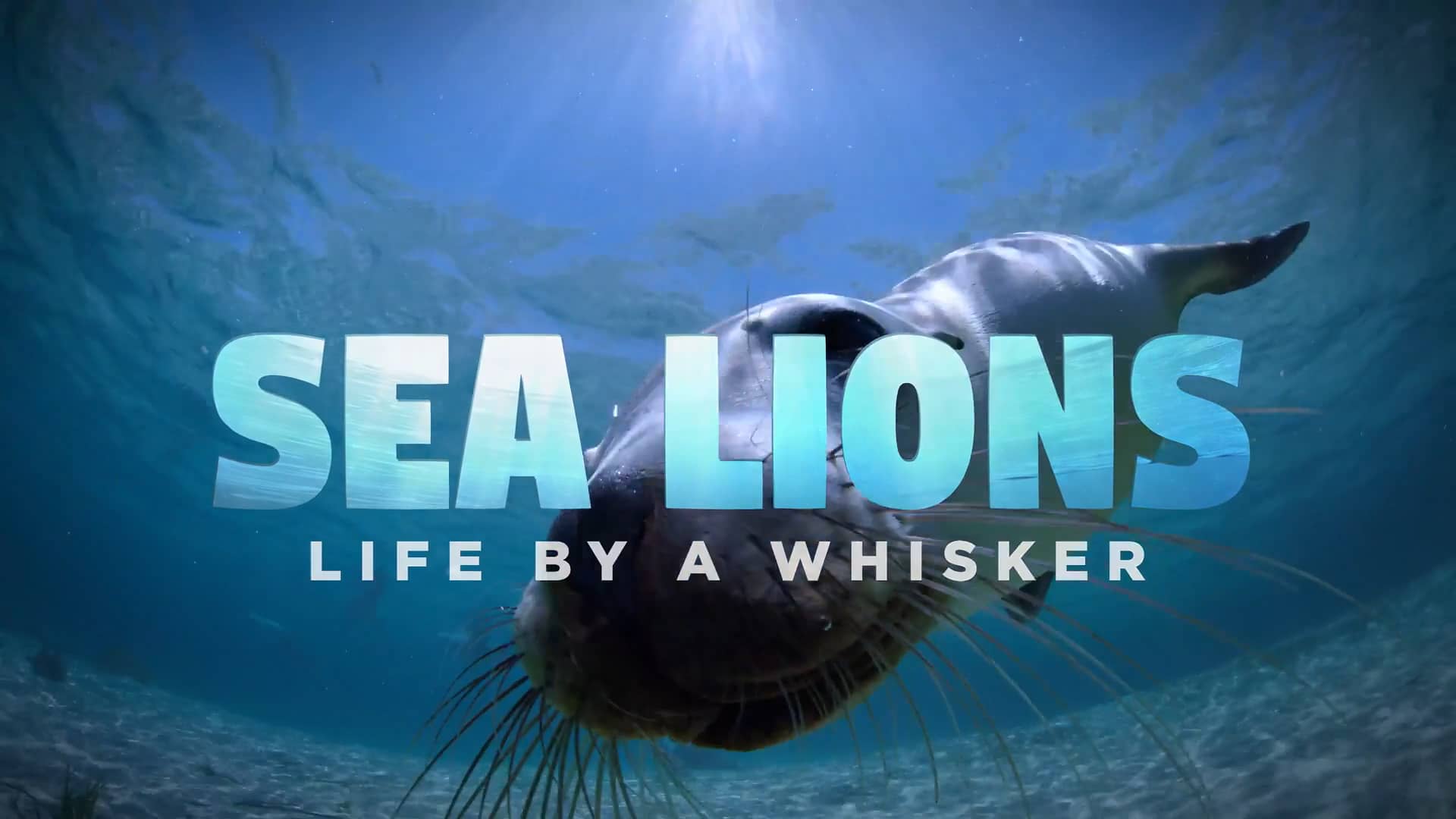 Sea Lions Life by a Whisker Official Theatrical Trailer on Vimeo