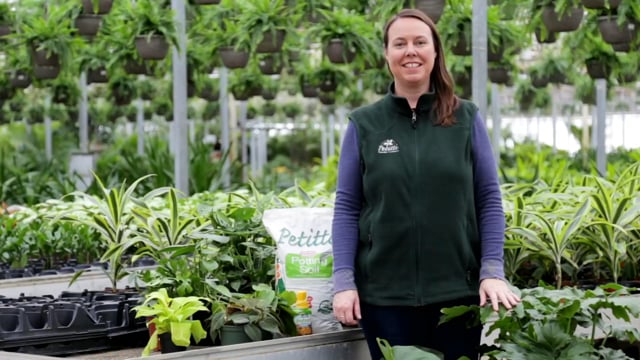 How to Grow, Propagate & Care for Philodendron