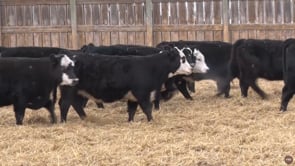 Lot #111 - F1 REPLACEMENT TYPE FEMALES (10 HEAD)