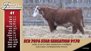 Lot #41 - ECR 7076 STAR SENSATION 9178