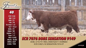 Lot #40 - ECR 7076 BOBS SENSATION 9149