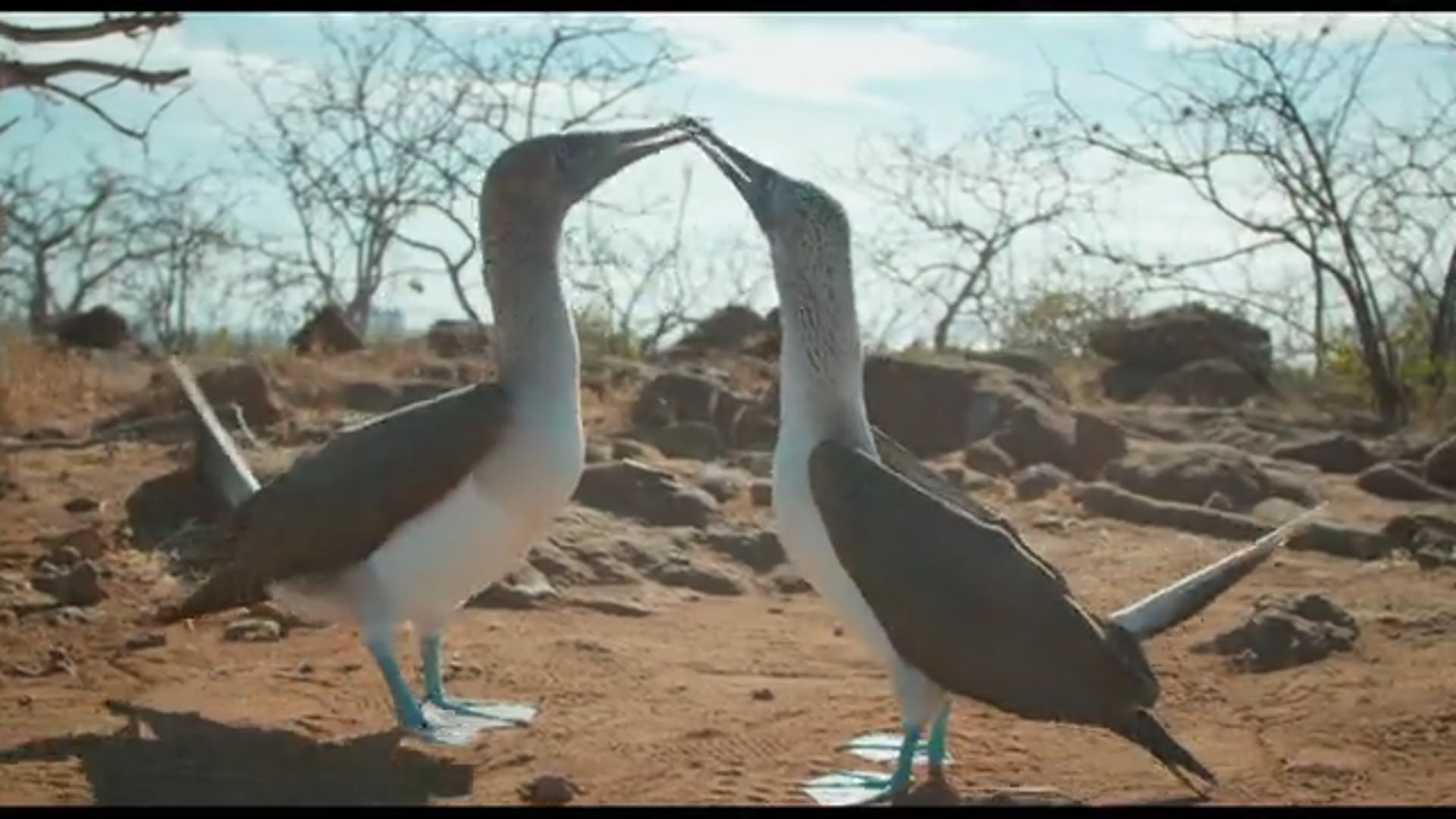Pieter Huisman's 2020 wildlife showreel