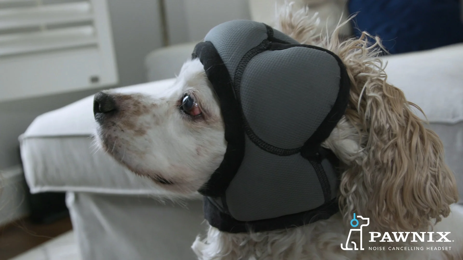 Soundproof headphones for store dogs