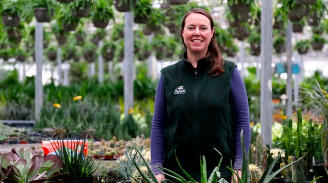 How to Grow, Care for & Propagate Succulents