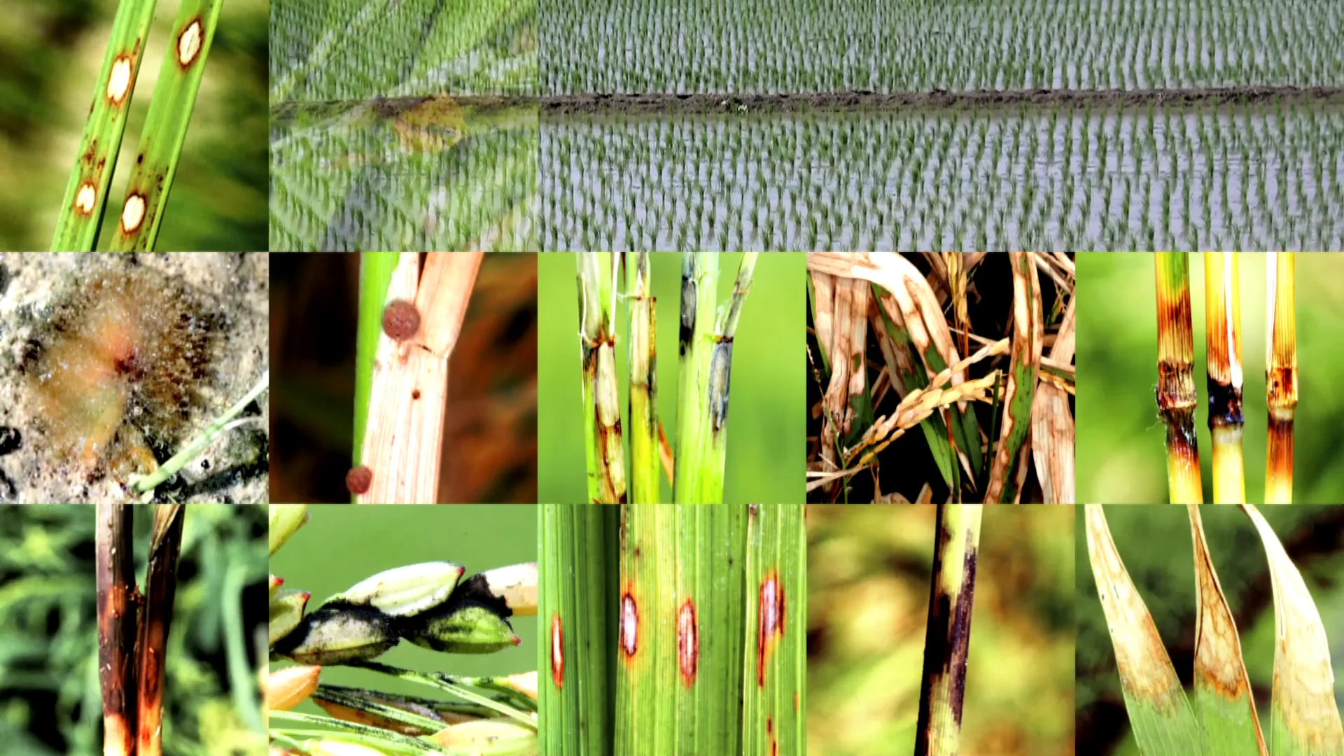 Adexar Rice, BASF SE on Vimeo