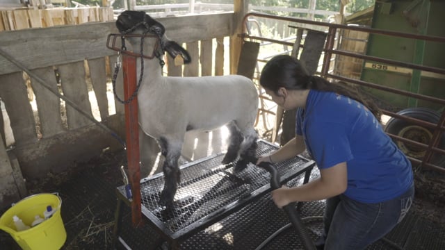 Sheep SAE