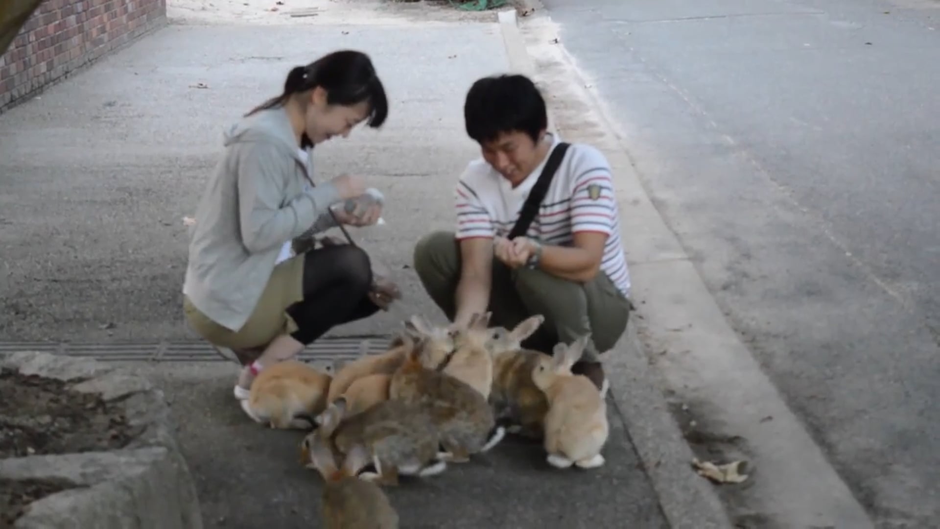 Okunoshima_ Welcome to the World's unique Bunny Island ウサギ島 - 大久野島