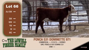 Lot #66 - PONCA 531 DOMINETTE 971