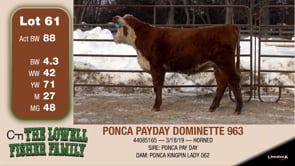 Lot #61 - PONCA PAYDAY DOMINETTE 963
