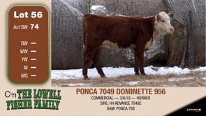 Lot #56 - PONCA 7049 DOMINETTE 956