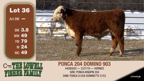 Lot #36 - PONCA 204 DOMINO 903