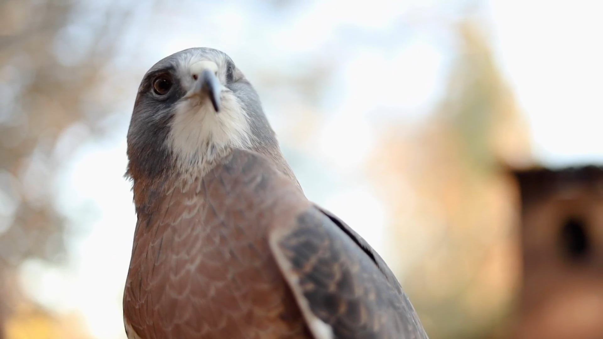 Impact - Lindsay Wildlife Experience