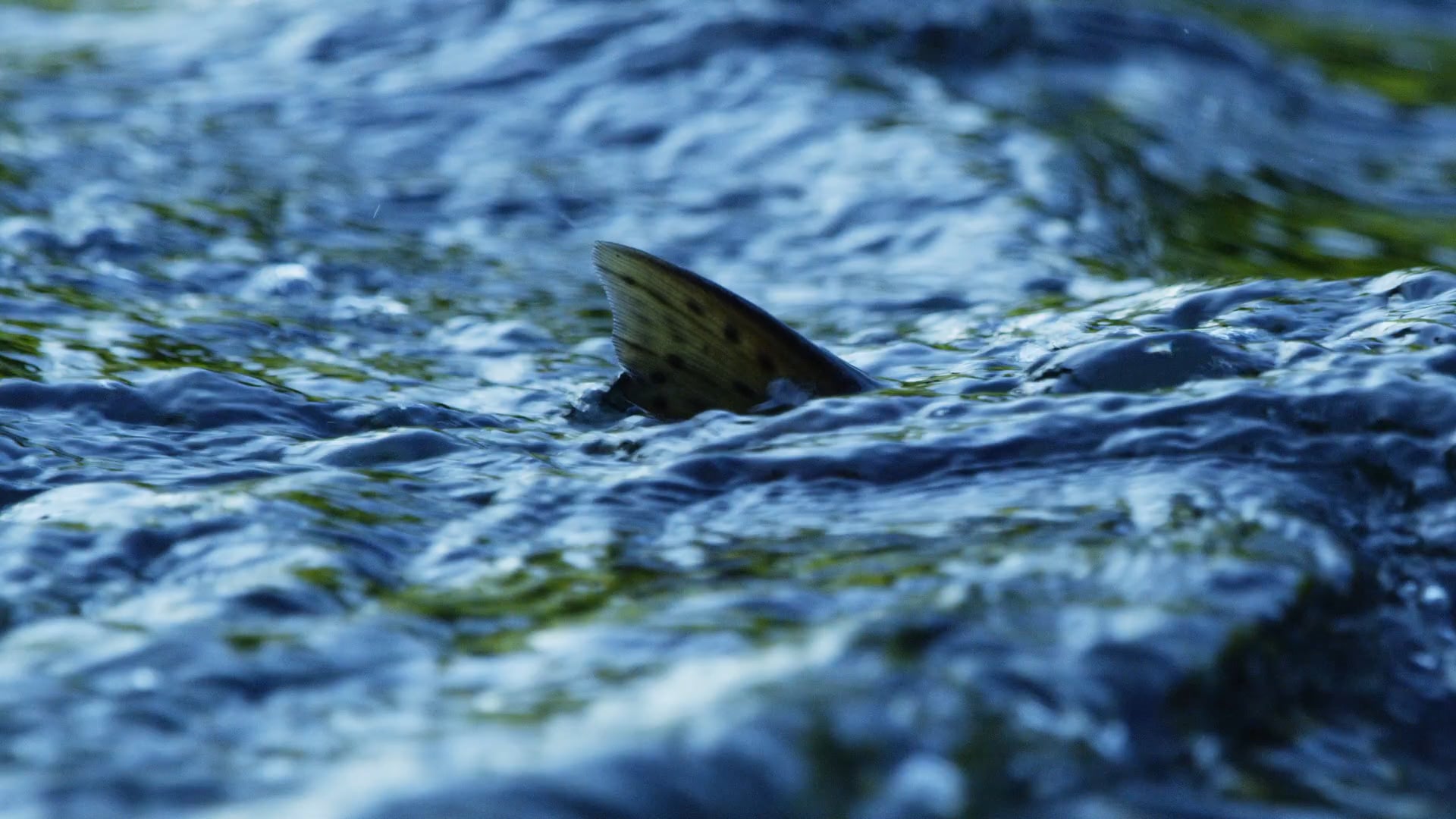 Restoring the Tualatin: East Fork Dairy Creek
