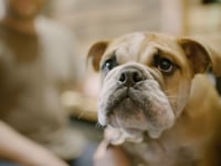 Modern Dog Emporium "Hotel Hound Stix"