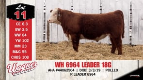 Lot #11 - WH 6964 LEADER 18G