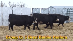 Lot #C - Bred Baldie Heifers