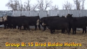 Lot #B1 - 8 - Black Baldie Bred Heifers Due 4/22/20-5/13/20