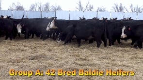 Lot #A1 - 11 - Bred Baldie Heifers Due 4/1/20-4/11/20
