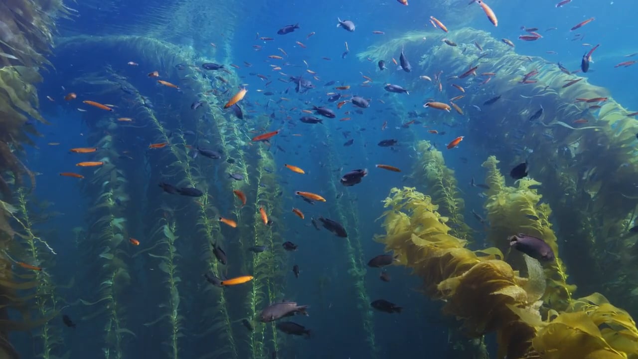 Apple TV Screensavers - California Kelp Forrests on Vimeo