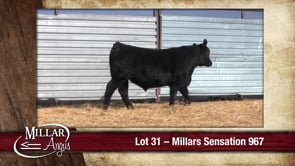 Lot #31 - MILLARS SENSATION 967