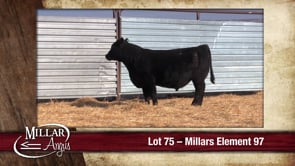 Lot #75 - MILLARS ELEMENT 97