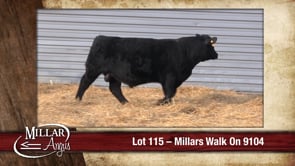 Lot #115 - MILLARS WALK ON 9104