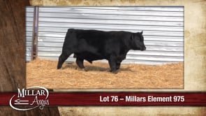 Lot #76 - MILLARS ELEMENT 975