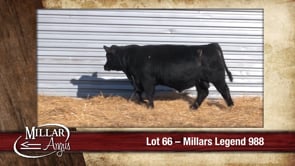Lot #66 - MILLARS LEGEND 988