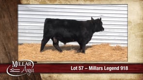 Lot #57 - MILLARS LEGEND 918