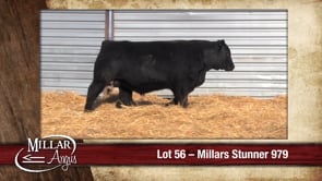 Lot #56 - MILLARS STUNNER 979