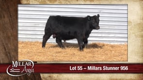 Lot #55 - MILLARS STUNNER 956