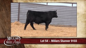 Lot #54 - MILLARS STUNNER 9103