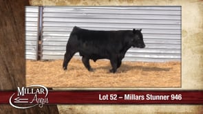 Lot #52 - MILLARS STUNNER 946