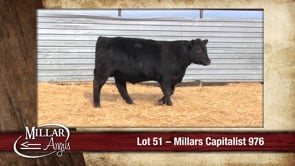 Lot #51 - MILLARS CAPITALIST 976