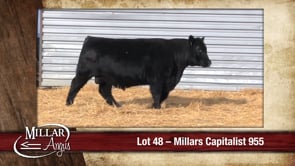 Lot #48 - MILLARS CAPITALIST 955