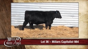 Lot #36 - MILLARS CAPITALIST 984