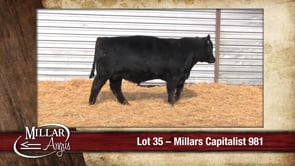 Lot #35 - MILLARS CAPITALIST 981