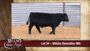 Lot #34 - MILLARS SENSATION 965