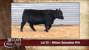 Lot #33 - MILLARS SENSATION 910