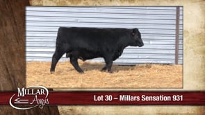 Lot #30 - MILLARS SENSATION 931