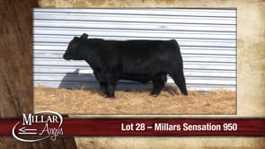 Lot #28 - MILLARS SENSATION 950