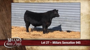 Lot #27 - MILLARS SENSATION 945