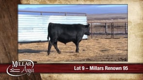 Lot #9 - MILLARS RENOWN 95