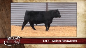Lot #5 - MILLARS RENOWN 919